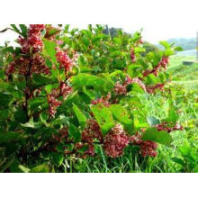 Fonte quente da fábrica da venda diretamente 100% Resveratrol natural